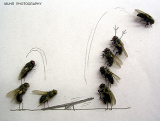 Illustration for article titled The Dead Fly Artwork Of Magnus Muhr